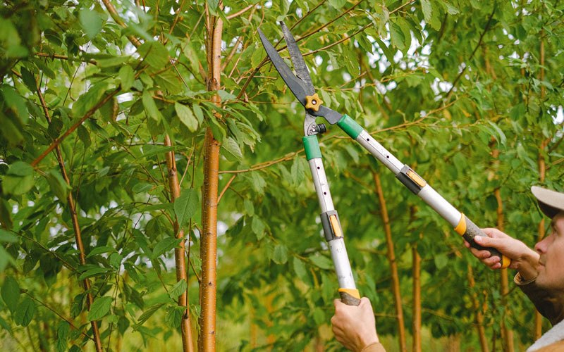 Tree trimming in Wheatland, ND