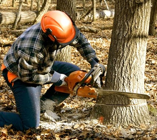 Tree Removal in Wheatland, ND